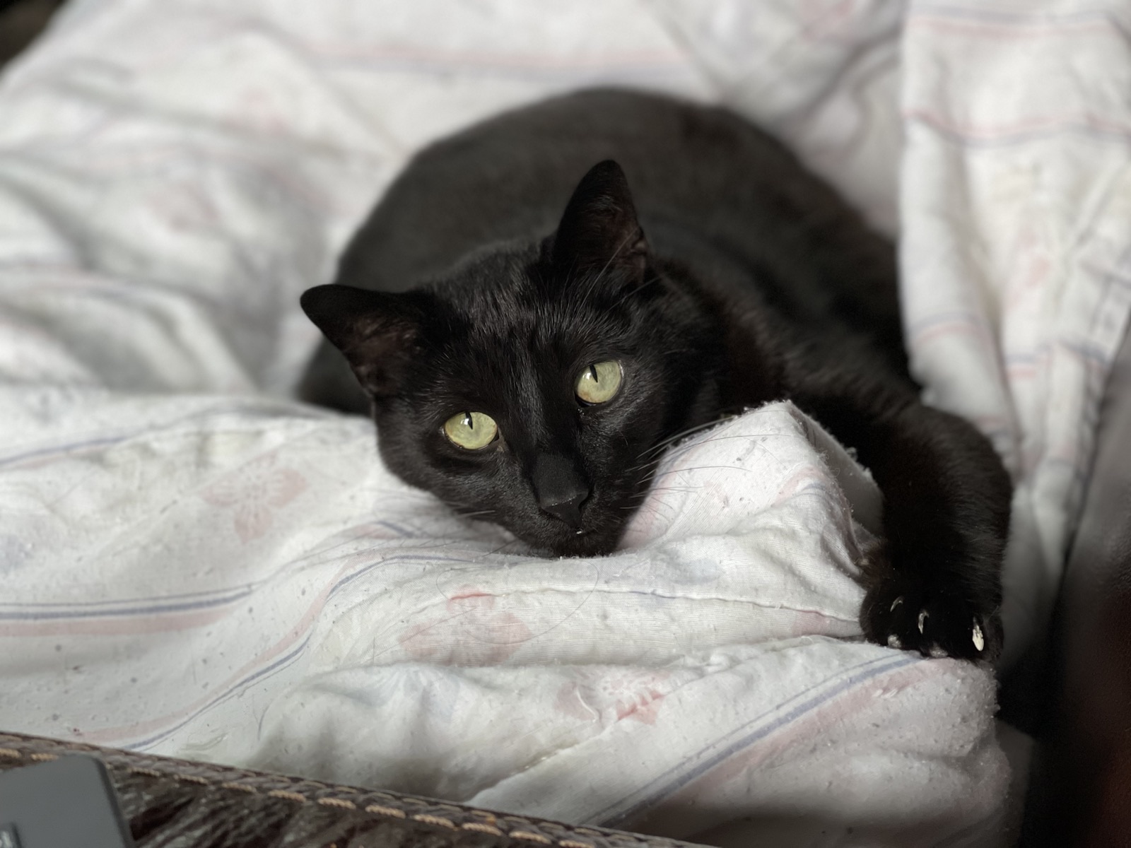 A black rescue cat resting on a blanket