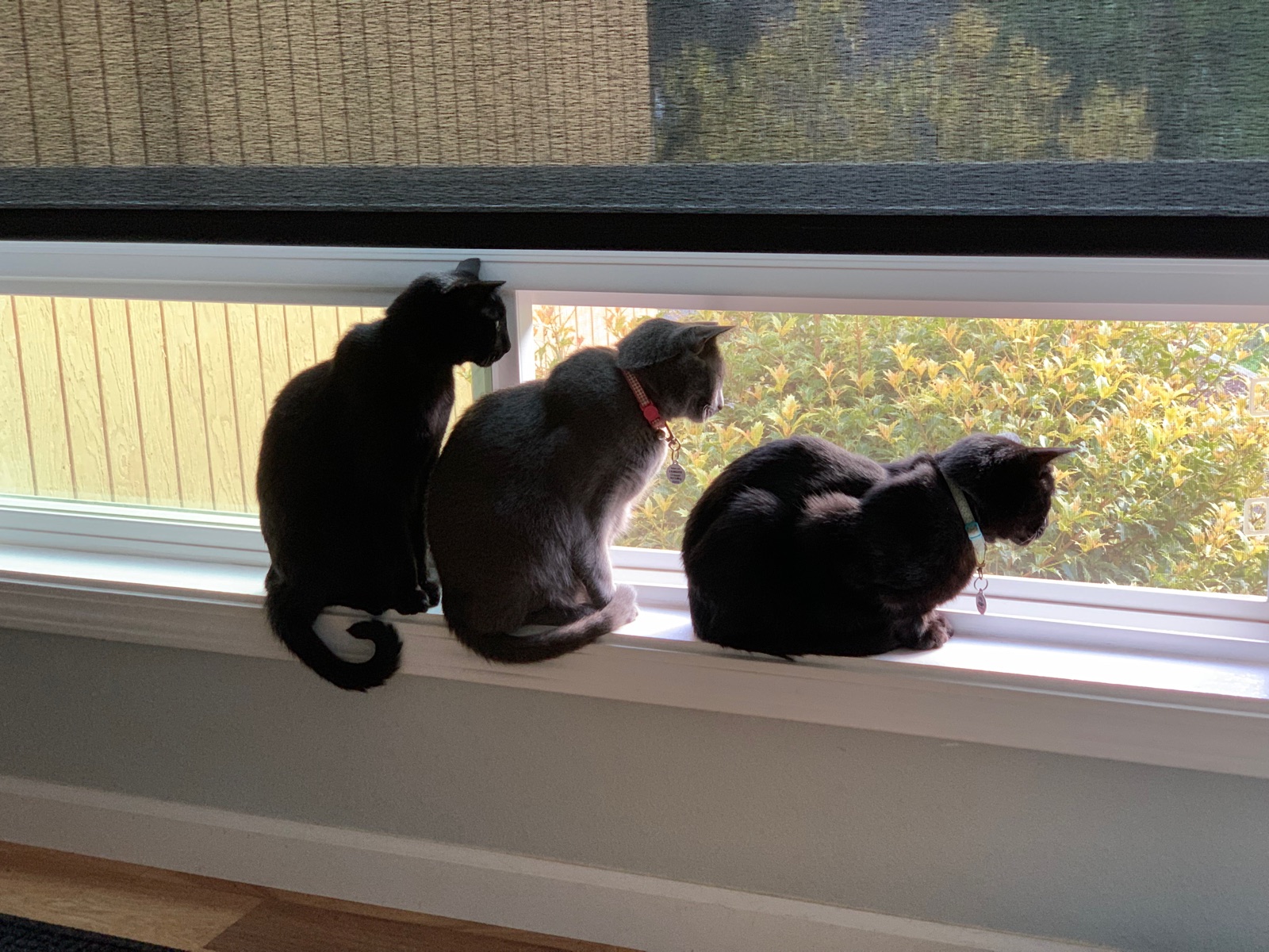 Three rescue cats sitting together at a window