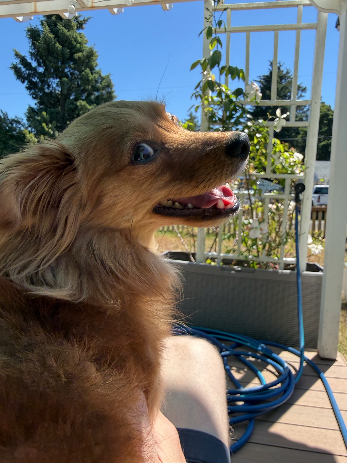 A small brown rescue dog enjoying the sun outdoors
