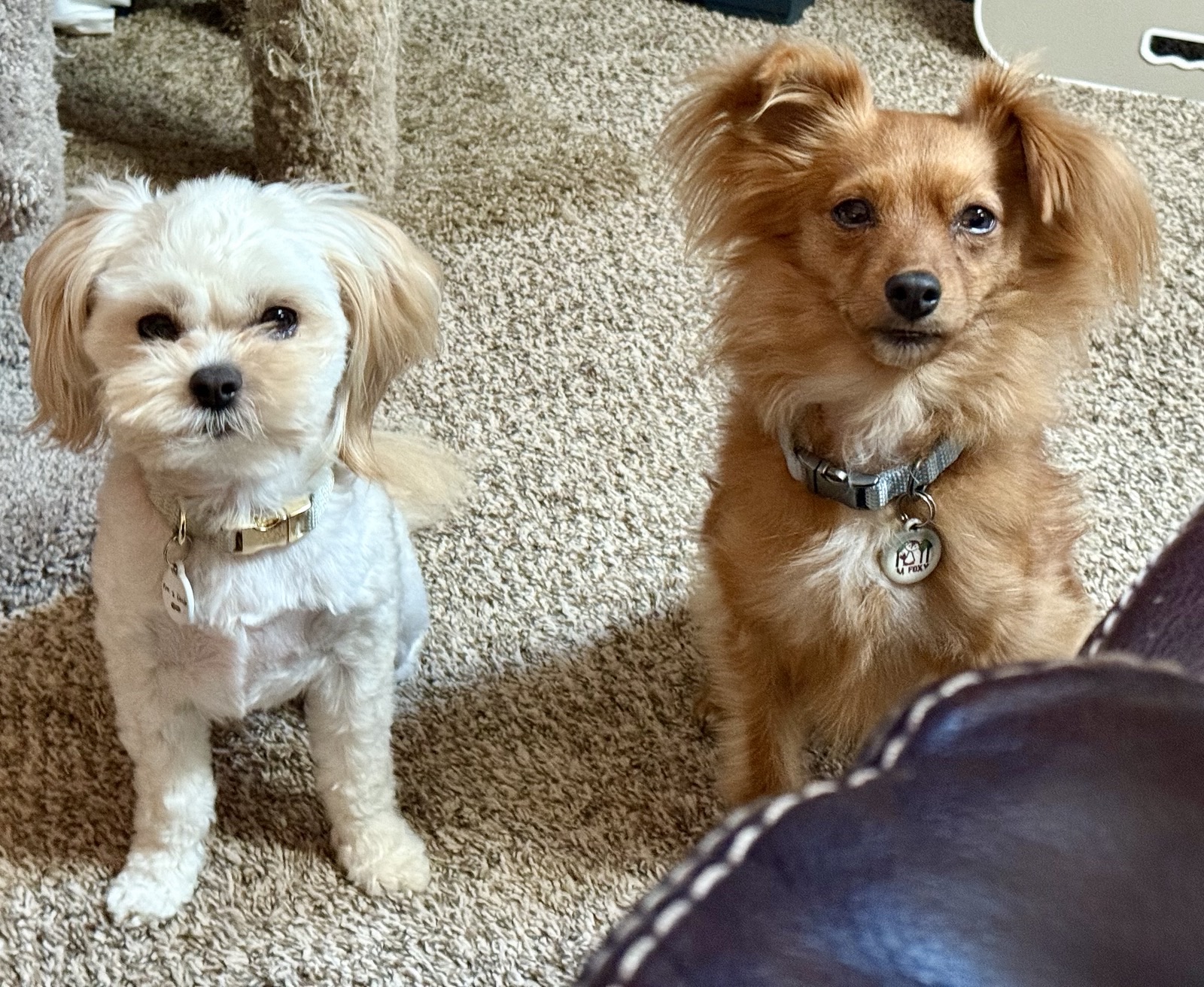Two small rescue dogs sitting together at home